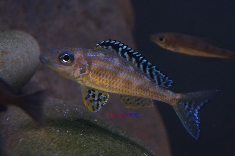 Xenotilapia papilio 'Tembwe (Deux)'